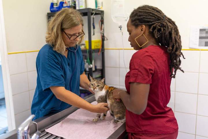 Chirurgie animale Martinique