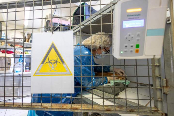 Un accompagnement et des soins adaptés en cancérologie animale.