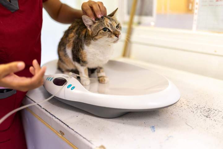 Une hospitalisation et une surveillance continue de votre animal.