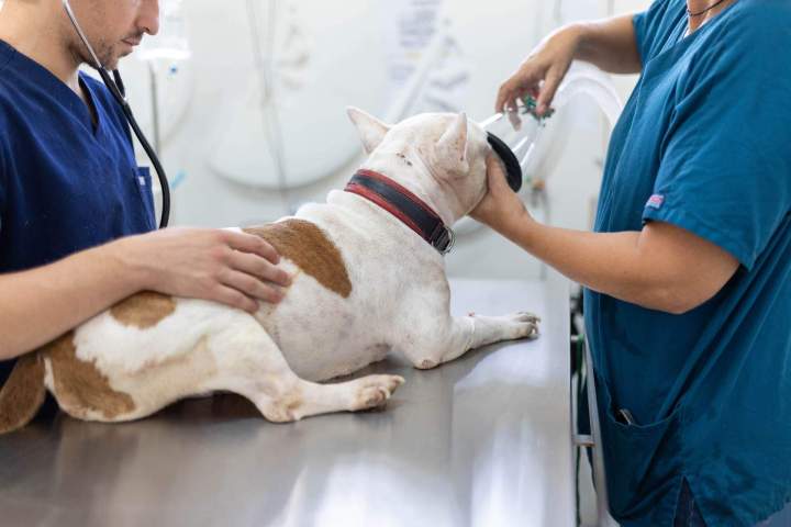 Consultation vétérinaire