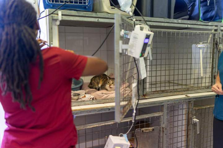 Hospitalisation vétérinaire