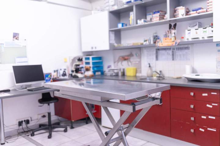 Service de consultation vétérinaire Martinique