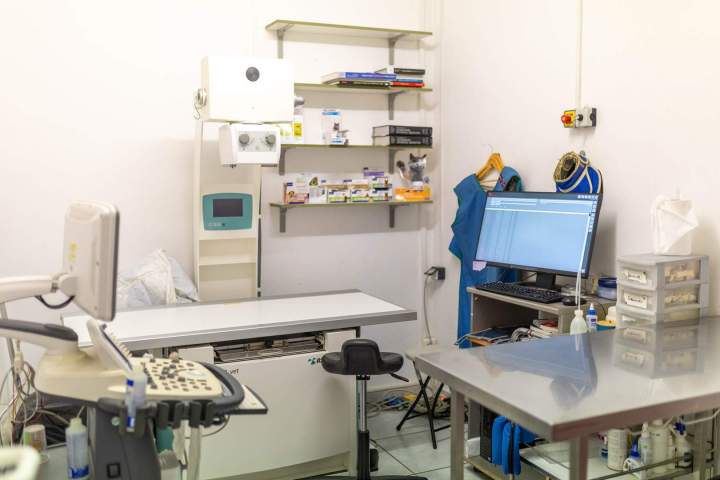 Consultation vétérinaire Martinique