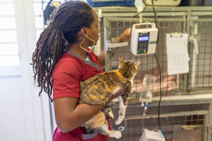 Examen vétérinaire Martinique
