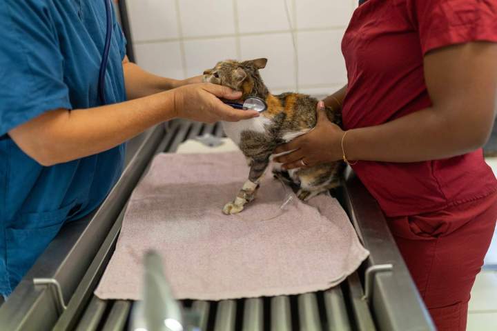 Des consultations générales et préventives pour un suivi régulier.=