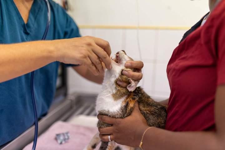 Vétérinaire de garde Martinique