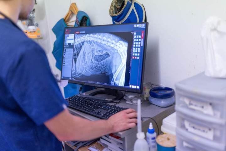 Traitement cancer animal Martinique