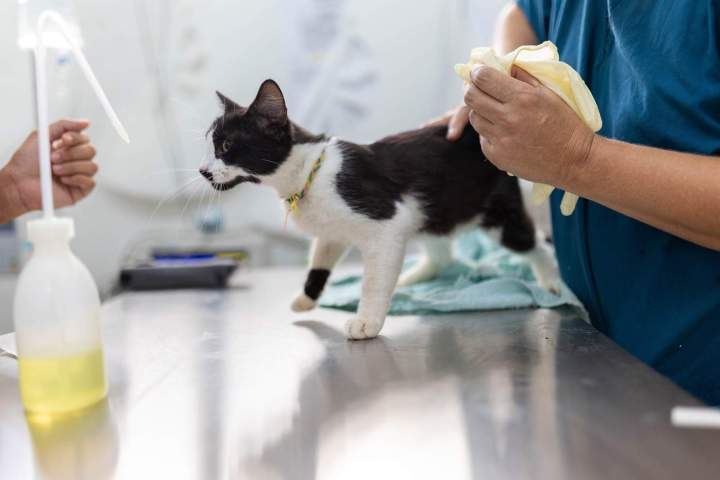 Hôpital pour animaux Martinique