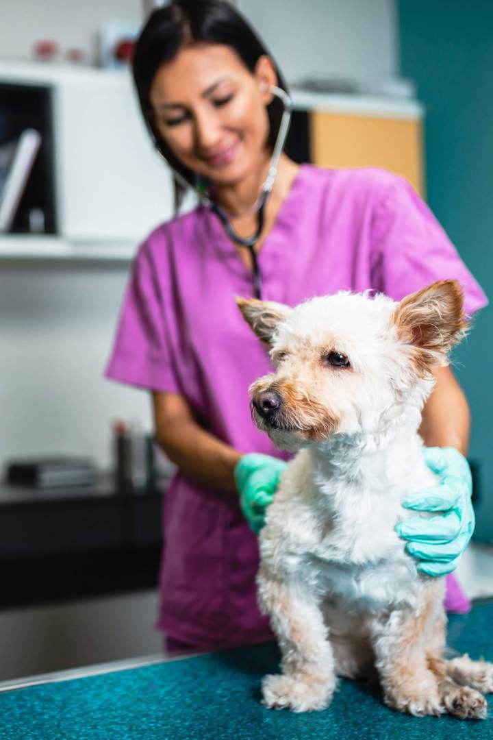 Vétérinaire de garde Martinique