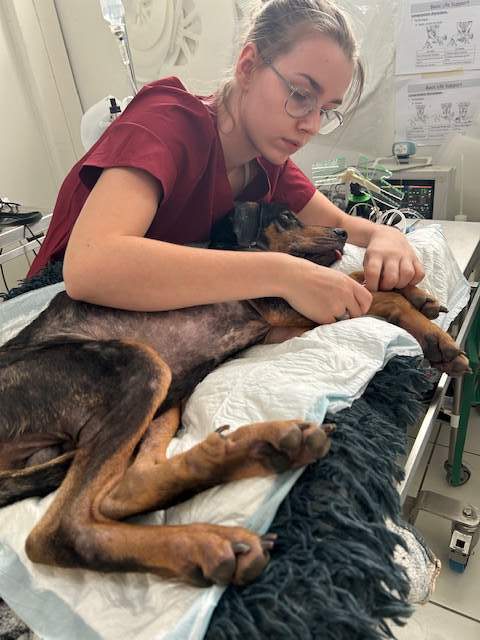 Urgences vétérinaires Martinique