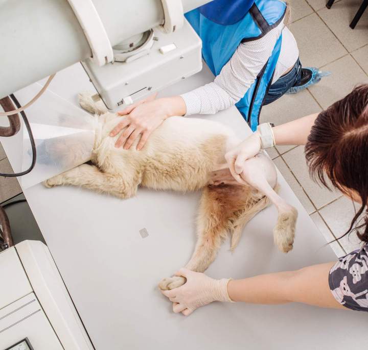 shutterstock 576300631